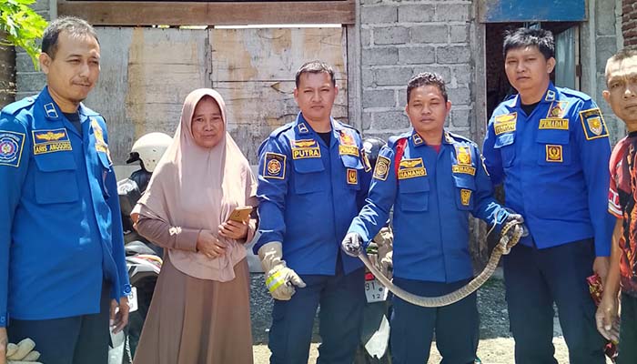 Tim Damkar Kota Probolinggo menunjukkan ular king Korros yang dievakuasi dari rumah Ika di Wiroborang, Mayangan, Kota Probolinggo.