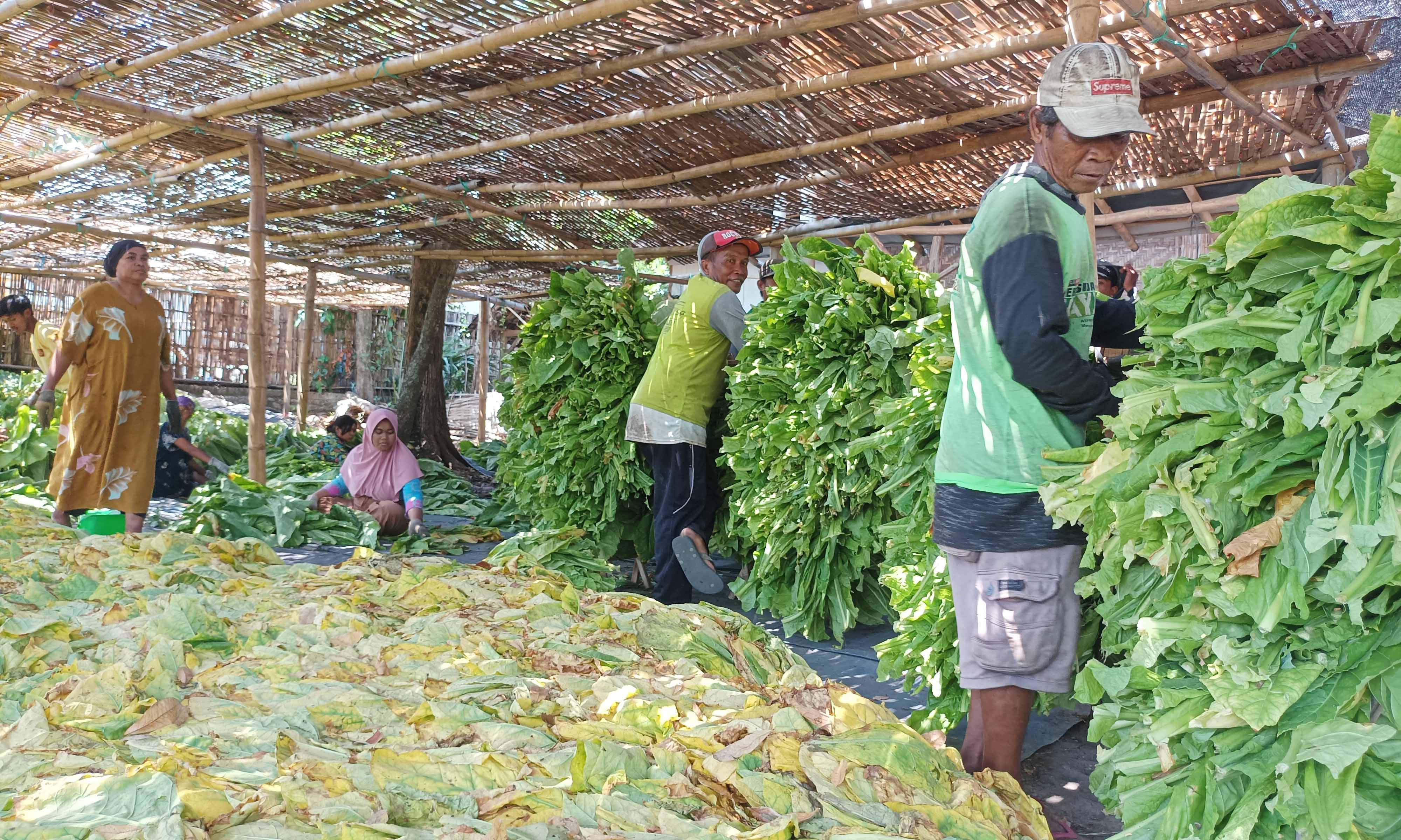 DIPILAH: Sejumlah petani tembakau asal Desa Seboro, Kecamatan Krejengan, memilah hasil tembakaunya, Senin (1/9).