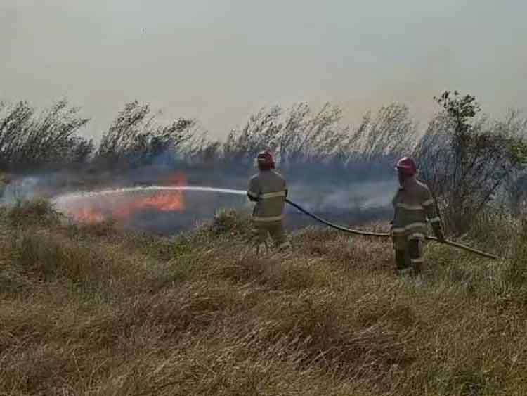 MEREMBET: Api membakar lahan di Desa Curahsawo, Kecamatan Gending. Sekitar setengah hektare lahan hangus terbakar.
