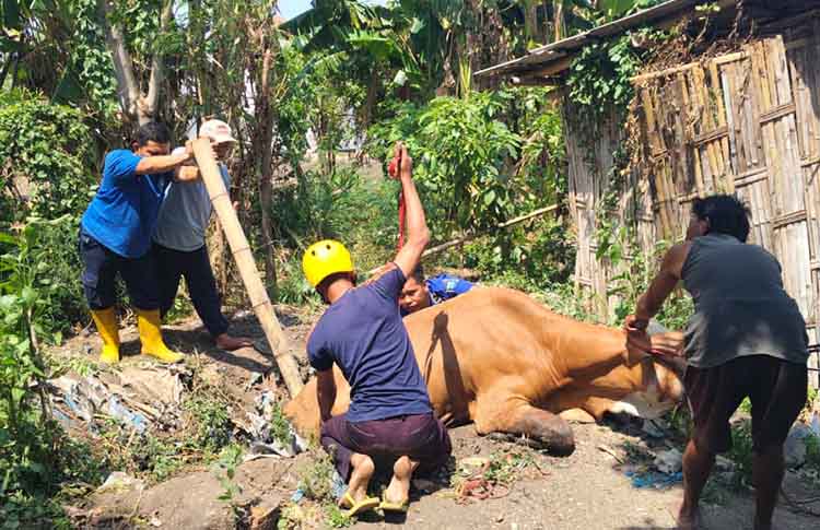 EVAKUASI: Petugas Damkar Kabupaten Probolinggo mengevakuasi seekor sapi limousin milik Ahmad yang terperosok ke parit di Desa Banjarsari, Kecamatan Sumberasih, Sabtu (6/9) siang.