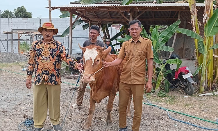 KETAHANAN PANGAN: Kepala Desa Sukorejo H. Abdul Halim (baju batik), Ketua BUMDes Swastika Karya Utama , Muhammad Zainul Fatah dan Sekretaris Desa Ahmad Rofiki, menunjukan salah satu sapi melalui progr