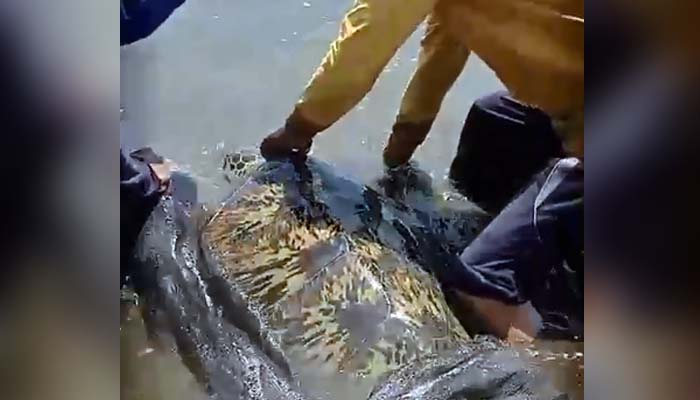 Nelayan di Pesisir Gending, Probolinggo saat melepas liarkan penyu yang tersangkut di jaring mereka.