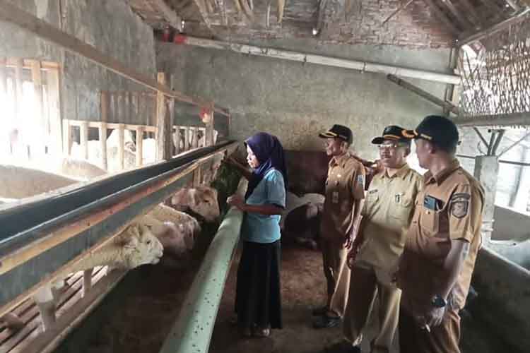 ⁠BUDI DAYA: Perangkat Desa Kareng Kidul mengecek budi daya domba texel.
