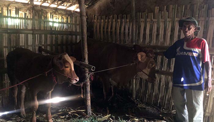 PEMILIK: Toyamo alias Nawerdi, 75, warga Desa Palangbesi, Kecamatan Lumbang, menunjukkan Sapi Limousin miliknya yang sempat hilang, Rabu (24/9).