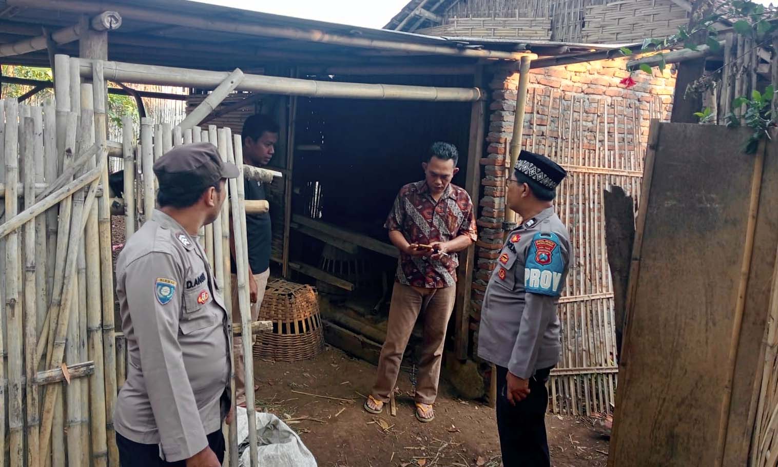 CEK KANDANG: Polsek Tiris mendatangi kandang milik Mukhlas, tersangka pembacokan yang raib dicuri maling.