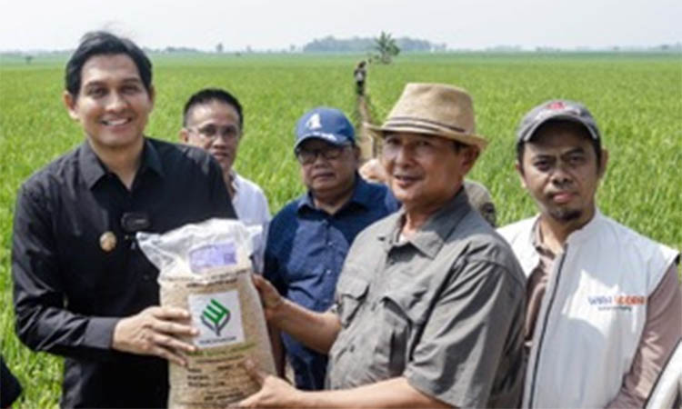 SERAHKAN: Bupati Indramayu Lucky Hakim dalam penyerahan penyerahan bibit padi di Desa Wanasari, Kecamatan Bangodua, Kabupaten Indramayu, Sabtu (27/9).