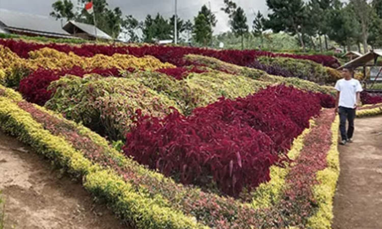 POTENSIAL: Kebun Bunga Rest Area Desa Wisata Guyangan, Krucil. Desa Mandiri di  Kabupaten Probolinggo terus bertambah.