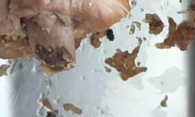 GEMPAR: Penggalan video menu makan bergizi gratis yang mengandung ulat dan bikin geger masyarakat di Kabupaten Probolinggo.