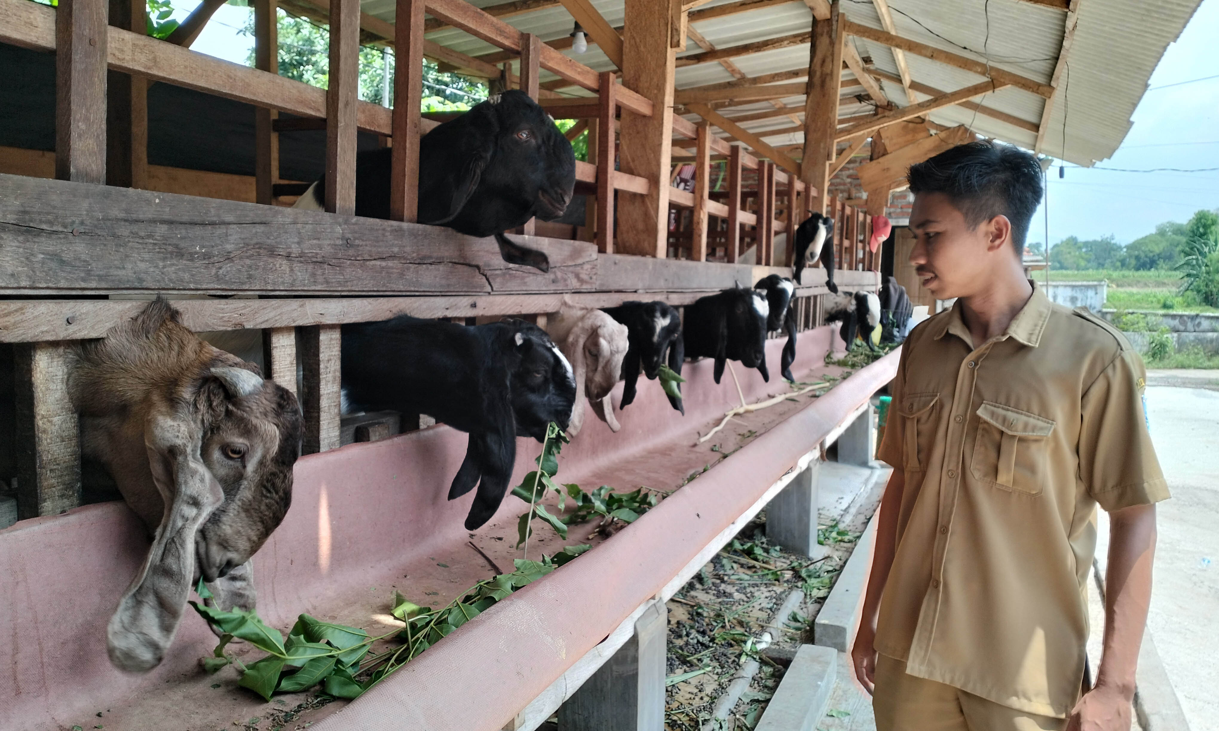 LAHAP: Kepala Dusun Randu Ubaidillah memberi pakan kambing yang dikembangkan dalam program ketahanan pangan.