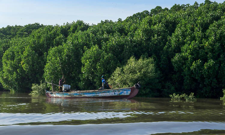 POTENSI BAHARI: Hutan mangrove yang berada di wilayah Rejoso, Kabupaten Pasuruan. Keberadaan mangrove tersebut memiliki potensi besar untuk pengembangan wisata bahari.