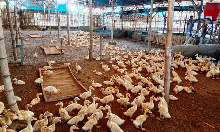 BANYAK; Salah satu peternakan bebek potong di Desa Maron Kulon, Kecamatan Maron yang terus berkembang.