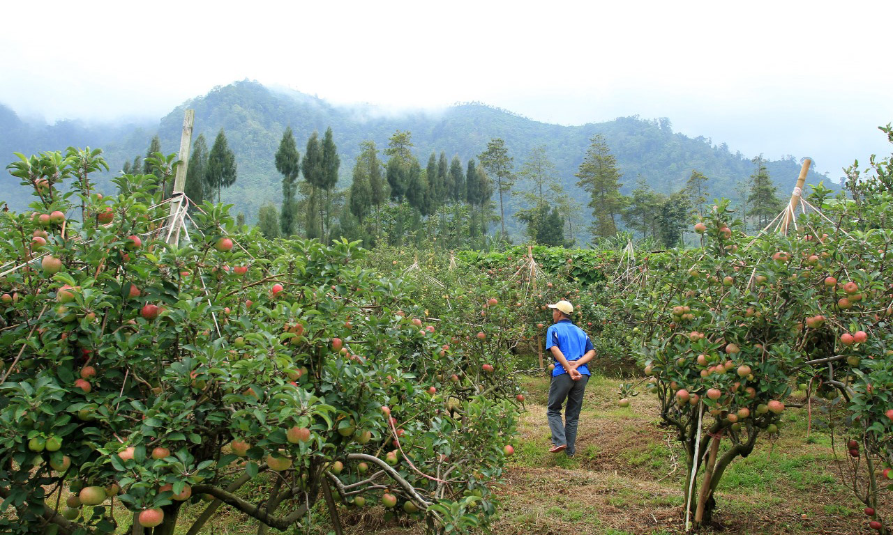BUTUH SUBSIDI: Pertanian apel yang membutuhkan support pemerintah melalui alokasi pupuk bersubsidi. Hal ini untuk menekan biaya produksi yang tinggi.
