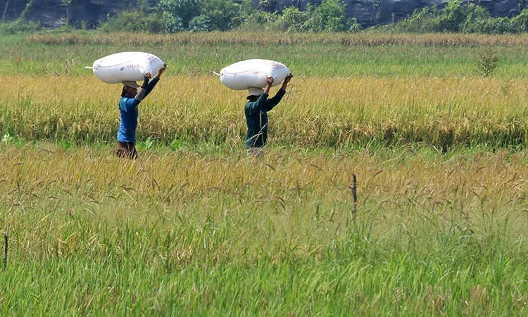 ANGKAT: Petani di Kota Pasuruan saat mengangkat hasil panen. Tahun ini, Pemkot Pasuruan menargetkan produksi  padi hingga 16 ribu ton lebih.