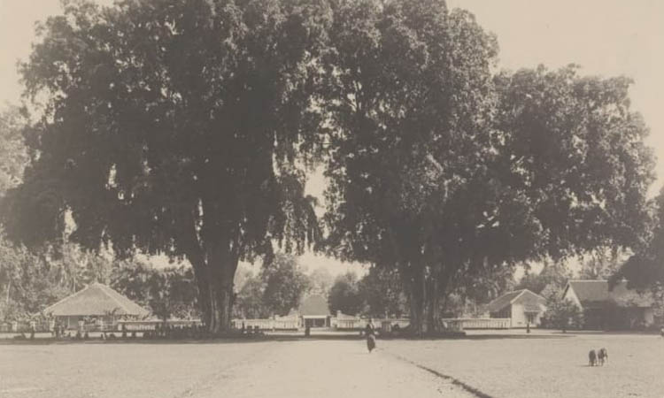 USANG: Dua beringin kembar yang tumbuh di Alun-Alun Kota Probolinggo.