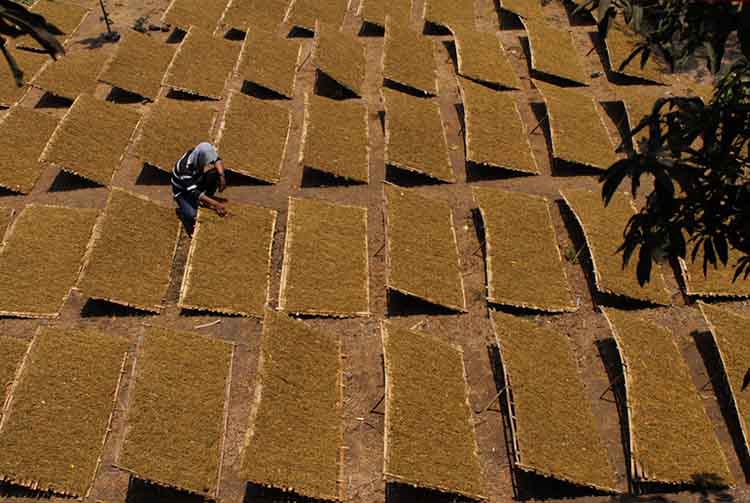 DIJEMUR: Seorang petani di Kecamatan Krejangan, Kabupaten Probolinggo, memantau penjemuran tembakau yang sudah dirajang.