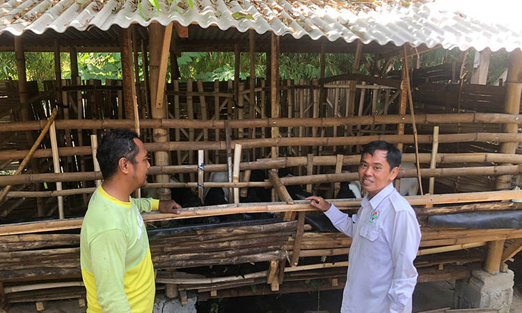 SEHAT: Sejumlah kambing etawa yang dipelihara oleh Pemdes Tamansari sebagai ketahanan pangan di Desa Tamansari, Kecamatan Dringu, Kabupaten Probolinggo