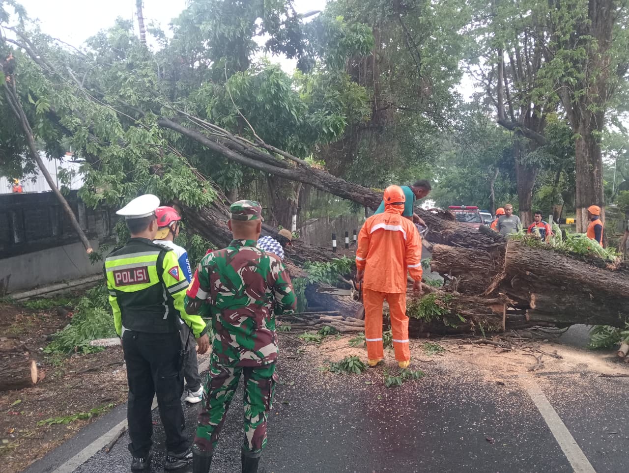 SEMPAT GANGGU LALU LINTAS: Petugas BPBD saat mengevakuasi pohon tumbang di depan TCW Pandaan, Minggu sore (26/10).