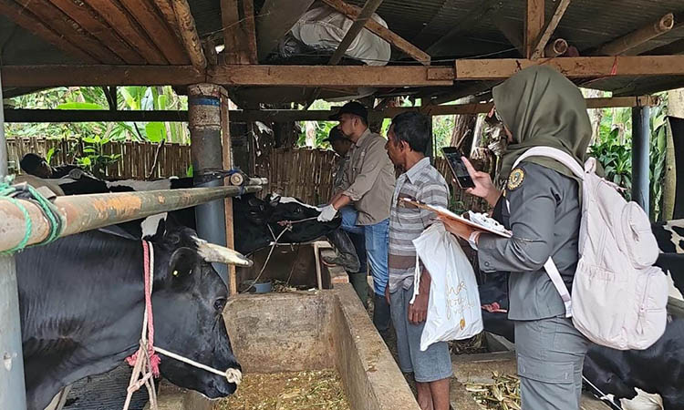 JEMPUT BOLA: Petugas DInas Pertanian mendatangi kandang sapi peternak di wilayah Krucil beberapa waktu lalu.