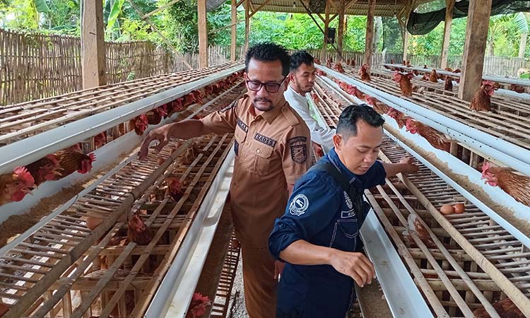 KETAHANAN PANGAN: Kepala Desa Temanggungan, Moch Iqbal Ali Warsa (Baju Keki) bersama Pendamping Lokal dan Ketua BUMDes Makmur, Misbahus Sudur, saat mengecek kondisi kandang ayam petelur.