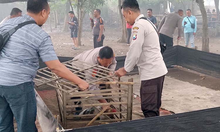 DIAMANKAN: Petugas kepolisian saat mengamankan ayam dari arena judi sabung ayam di Tongas.
