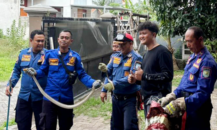 TANGKAP: Tim Damkar Satpol PP Kota Probolinggo mengevakuasi ular sawah di rumah Rizky, warga Kelurahan Triwung Lor, Kota Probolinggo, Minggu (9/11).
