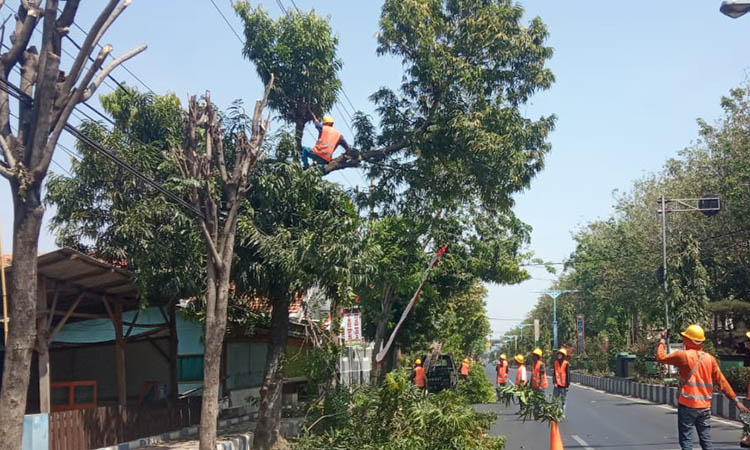 ANTISIPASI: Petugas PLN saat melakukan pembersihan pohon yang dekat jaringan di wilayah Kecamatan Kraksaan.