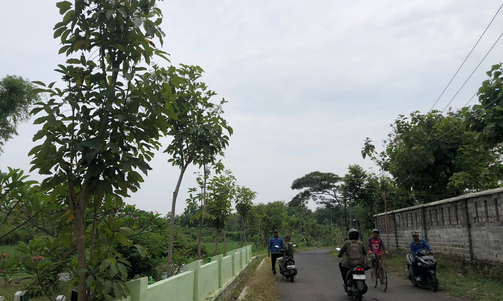 ESTETIK: Salah satu titik penanaman pohon tabebuya di Dusun Kacangan, Desa Watuwungkuk, Kecamatan Dringu, Kabupaten Probolinggo.