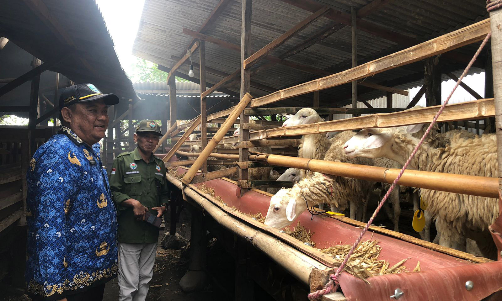 TERNAK: Perangkat Desa Watuwungkuk mengecek puluhan kambing yang dikembangkan dalam program ketahanan pangan Pemdes Watuwungkuk, Senin (10/11).