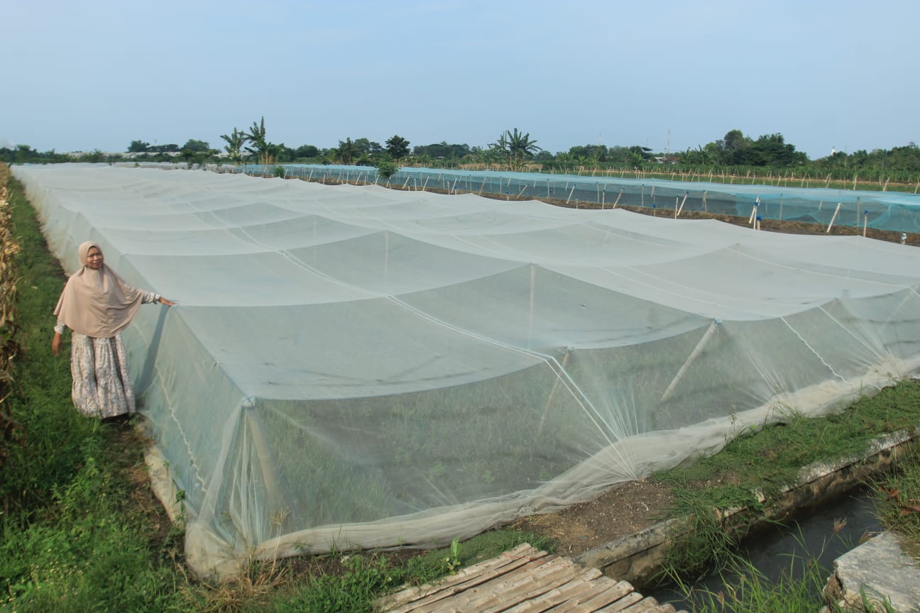 SAWAH : Nurul Khotimah, Owner Bawang Goreng Hunay menunjukkan salah satu lahan bawang merah.