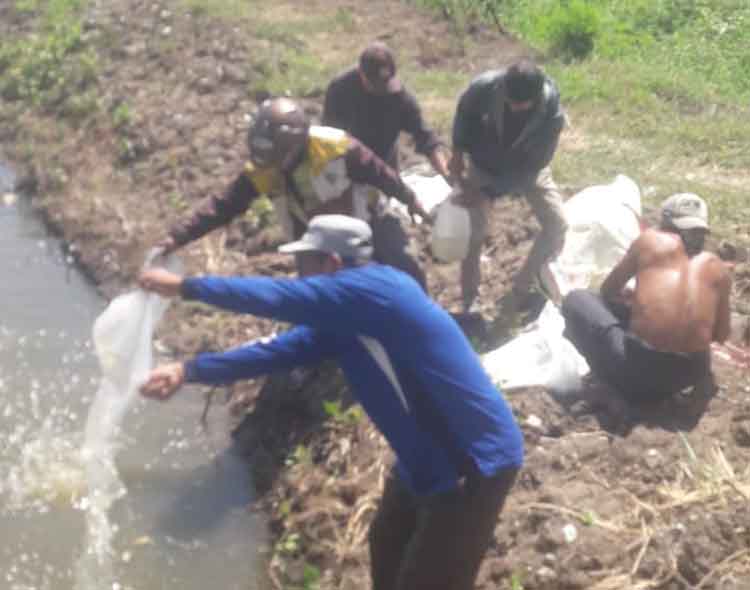 PERIKANAN: Sebanyak 25 ribu bibit ikan bandeng dilepaskan di salah satu tambak. Tambak ini merupakan tanah kas desa.