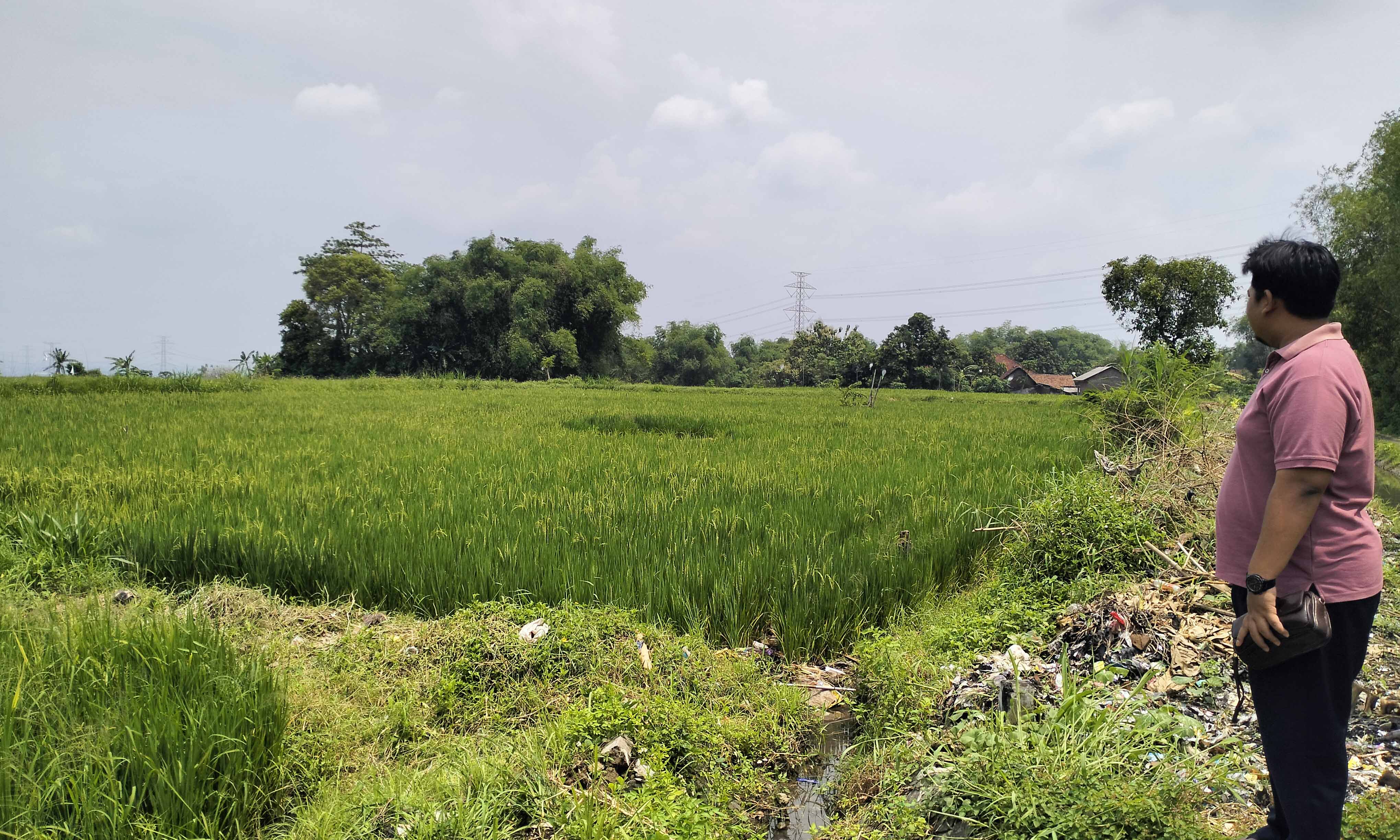 HIJAU: Area persawahan di Desa Randupitu, Kecamatan Gempol yang tampak subur. Dalam setahun, sawah di wilayah setempat, bisa panen hingga tiga kali.
