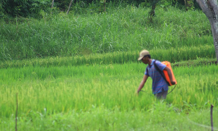PERLU PERAWATAN: Petani di wilayah Pakuniran menggarap lahan sawahnya saat pagi hari. Selama musim hujan, petani diharapkan lebih waspada akan penyakit yang bisa menyerang tanaman.