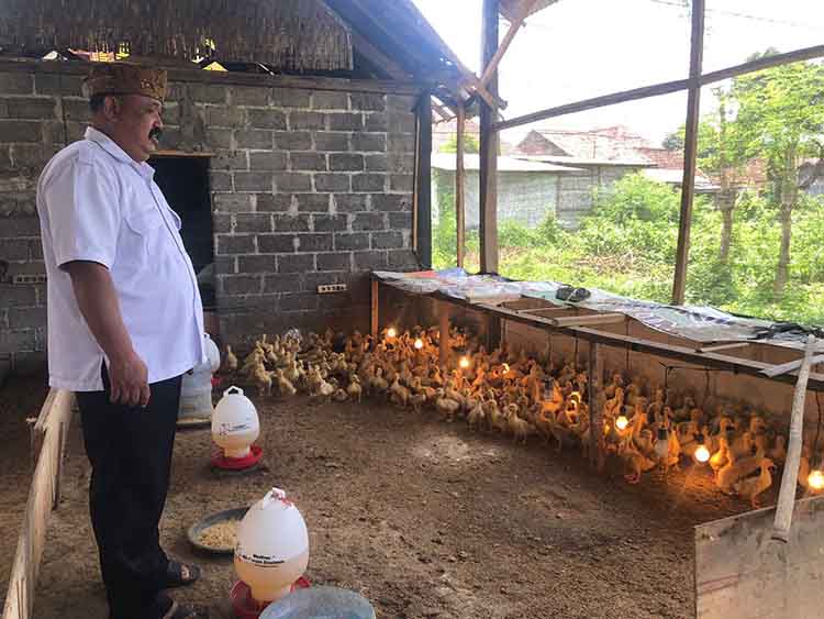 PETERNAKAN: Kepala Desa Kropak Satap Efendi memantau ratusan bebek pedaging yang merupakan usaha ketahanan pangan yang dikelola BUMDes Kropak.