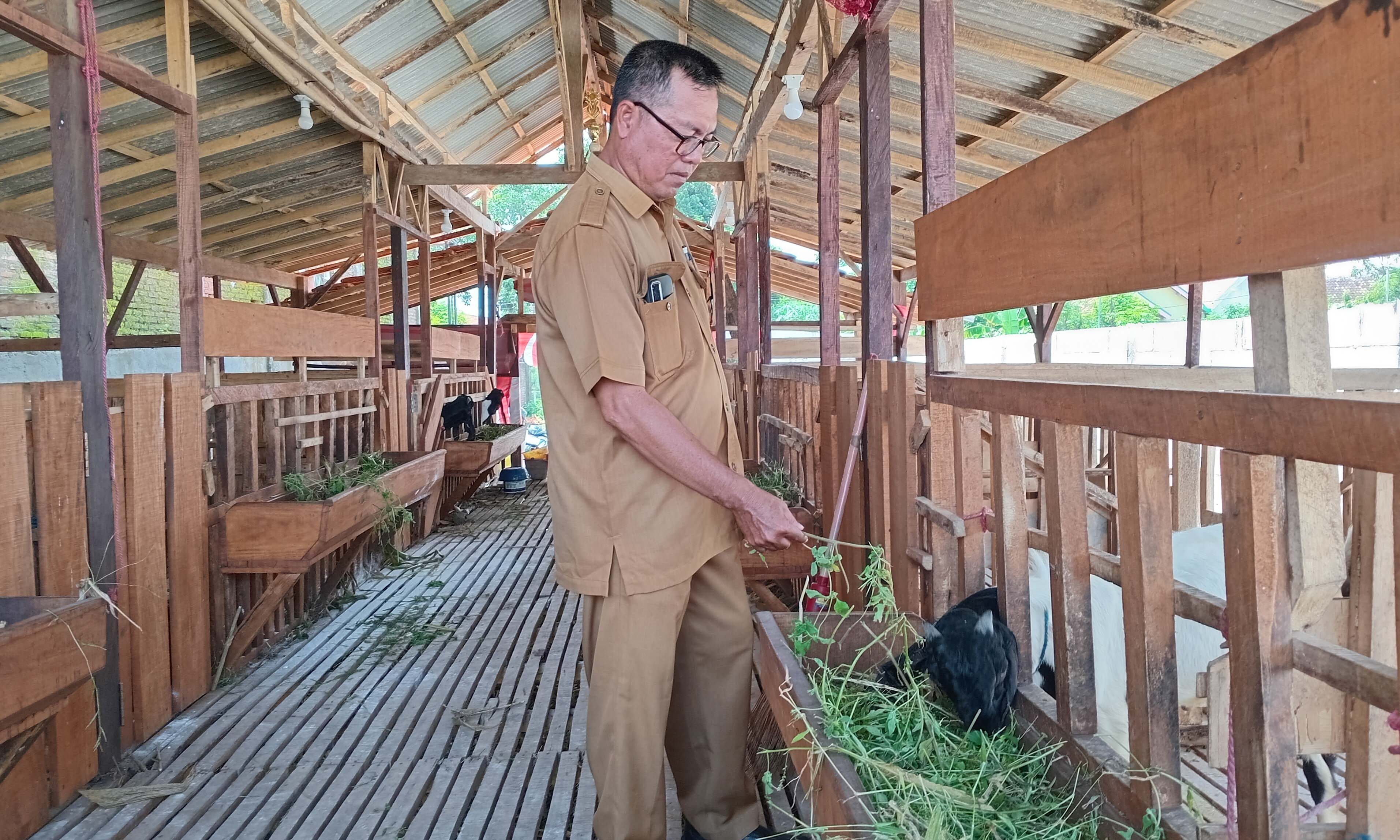 SEHAT: Bendahara Desa Salam Cahyono menunjukkan program ketahanan pangan desa melalui penggemukan kambing.