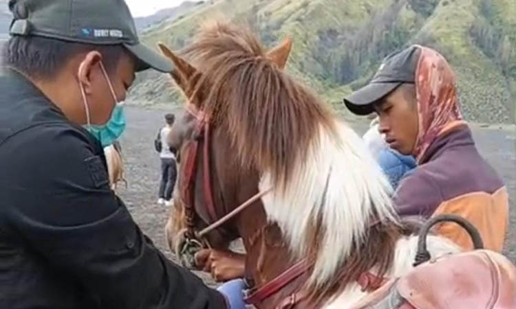BAGIAN PENCEGAHAN: Tim Balai Besar Veteriner Wates mengambil sampel darah dari kuda di lautan pasir Gunung Bromo.