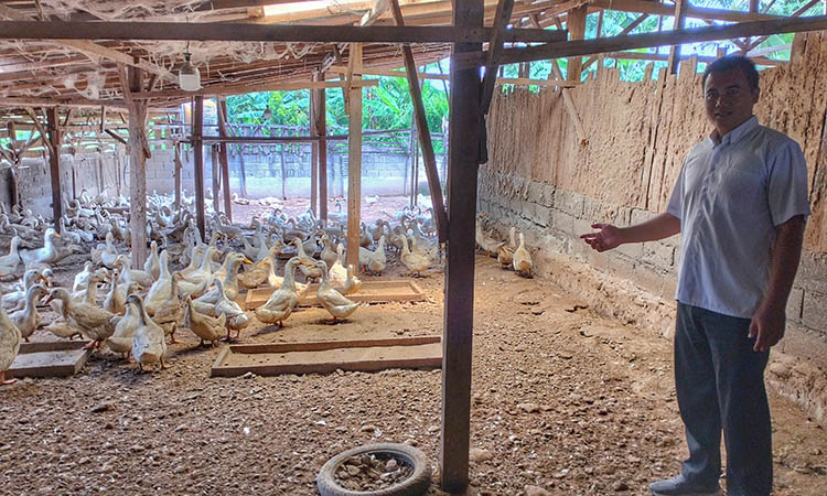 MENJANJIKAN: Sekretaris Desa Satreyan Antoni mengecek bebek yang merupakan program ketahanan pangan di dalam kandang RT 2/RW 1, Dusun Krajan.