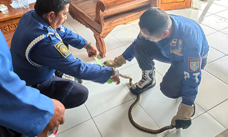 EVAKUASI: Petugas Damkar Satpol PP Kota Probolinggo saat mengevakuasi ular sawah di Kelurahan Triwung Lor, Kecamatan Kademangan, Rabu (26/11)