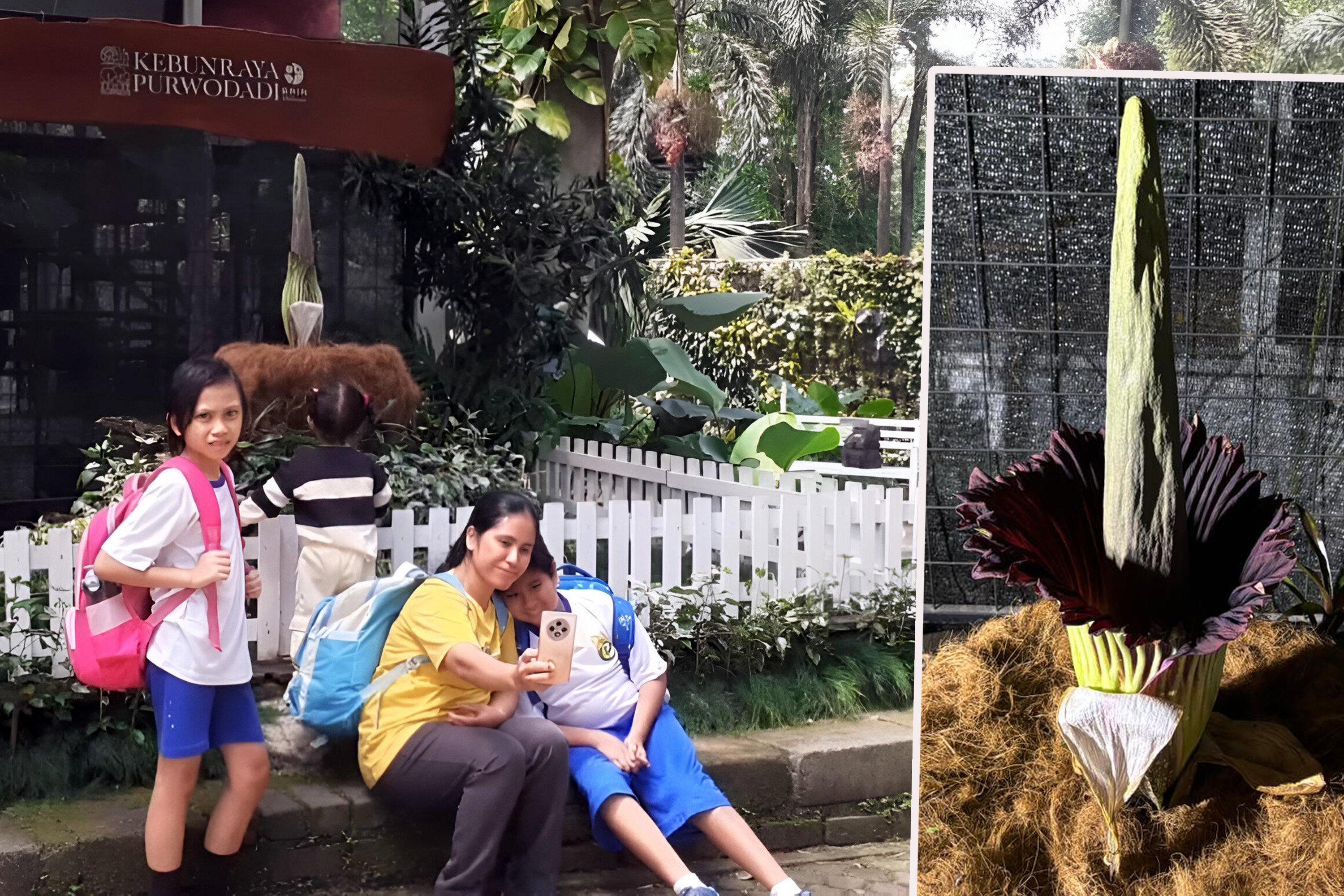 Sejumlah warga berpose di depan Jarot, bunga bangkai Amorphophallus titanum&mdash;si raksasa yang ditunggu-tunggu&mdash;kembali menampakkan pertunjukan langkanya.