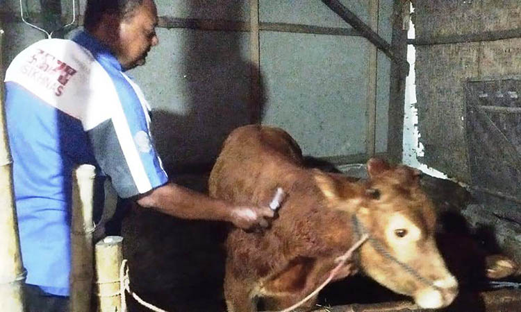 PENUNJANG EKONOMI: Petugas dari Dinas Pertanian Kabupaten Probolinggo sedang menyuntikkan vaksin ternak sapi milik BUMDes.