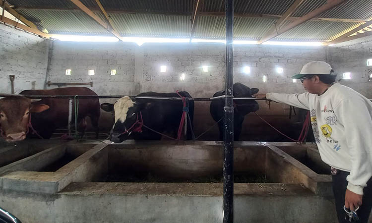 SEHAT: Operator Desa Kedung Dalem, Ahmad Danial saat mengecek sapi yang menjadi salah satu ketahanan pangan di Desa Kedung Dalem, Kecamatan Dringu, Kabupaten Probolinggo, Kamis (4/12).