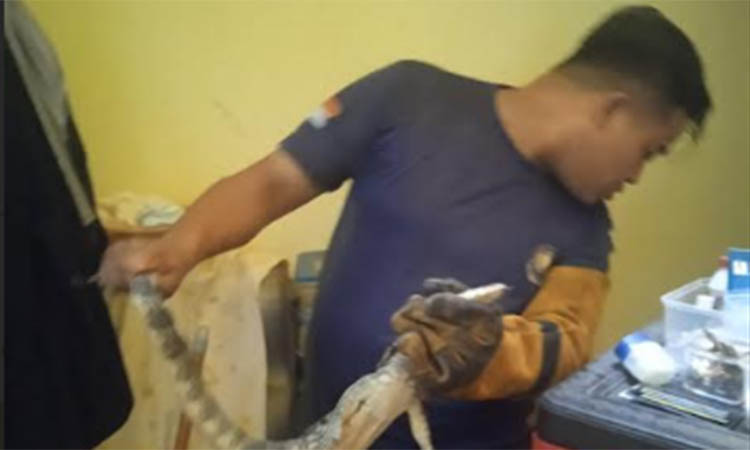 Personel damkar Kota Pasuruan mengevakuasi biawak beberapa waktu lalu.