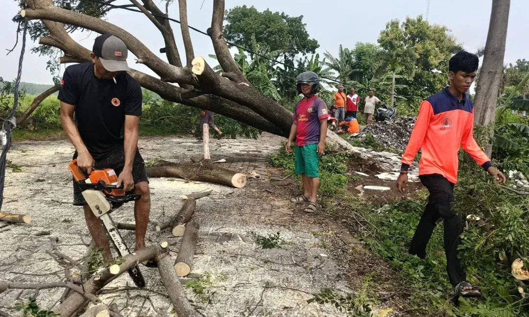 EVAKUASI: Petugas BPBD Kota Probolinggo mengevakuasi pohon tumbang di Jalan Pantai Permata, Kelurahan Pilang, Kecamatan Kademangan, Minggu (15/12).