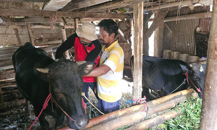 DIOBATI: Diperta Kabupaten Probolinggo melaksanakan pengobatan dan pemberian vitamin pada ternak milik warga terdampak banjir di Kecamatan Tiris.