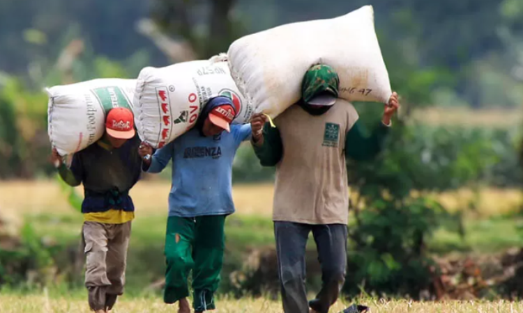 ANGKAT GABAH: Beberapa petani di wilayah Pasuruan saat memanggul gabah. Sejauh ini, stok beras di Kabupaten Pasuruan, dipastikan aman hingga beberapa bulan ke depan.