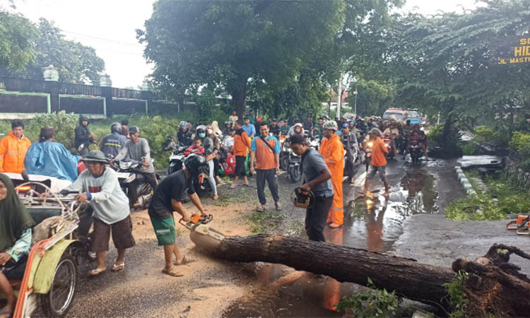 EVAKUASI: Petugas BPBD Kota Probolinggo saat melakukan evakuasi pohon tumbang di Jalan Mastrip, Kelurahan/Kecamatan Kedopok, Kota Probolinggo, Kamis (26/12) petang.