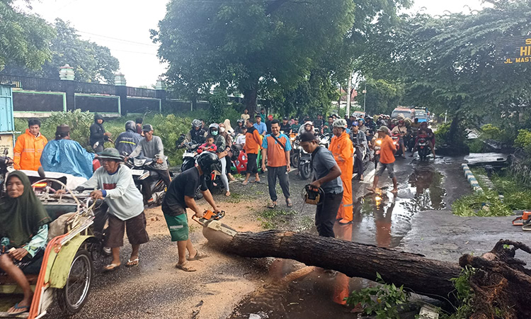 POTONG POHON: Petugas BPBD Kota Probolinggo memotong pohon tumbang di  Jalan Mastrip, Kelurahan/Kecamatan Kedopok, Kamis (25/12) petang.