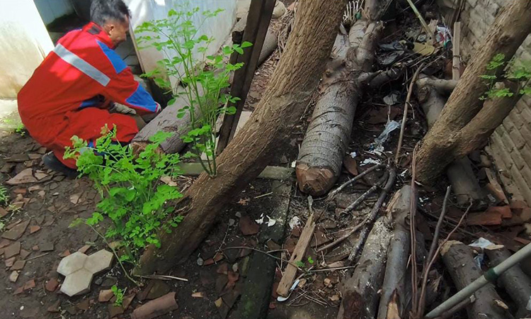 Petugas Damkar saat mengevakuasi ular dari tumpukan kayu di halaman rumah warga.
