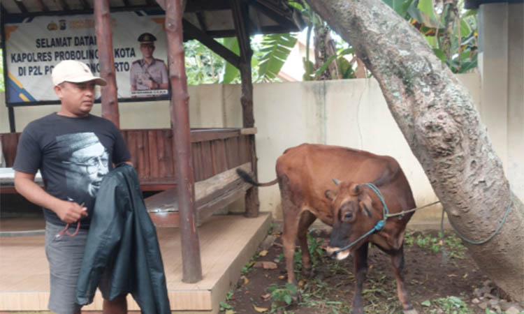 DIAMANKAN: Sapi betina yang dicuri oleh kawanan pelaku curwan berhasil diamankan di Mapolsek Wonomerto.