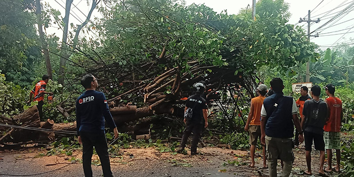 EVAKUASI: Petugas BPBD Kota Probolinggo saat mengevakuasi pohon tumbang di Jalan Mastrip, Kelurahan/Kecamatan Kedopok, Kota Probolinggo, Jumat (2/1) pagi.