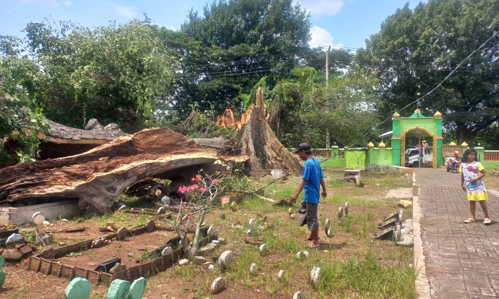 TUMBANG: Sebatang pohon randu tumbang di area Makam Randu, Kelurahan Jrebeng Lor, Kecamatan Kedopok, Kota Probolinggo, belum dievakuasi Minggu (4/1).